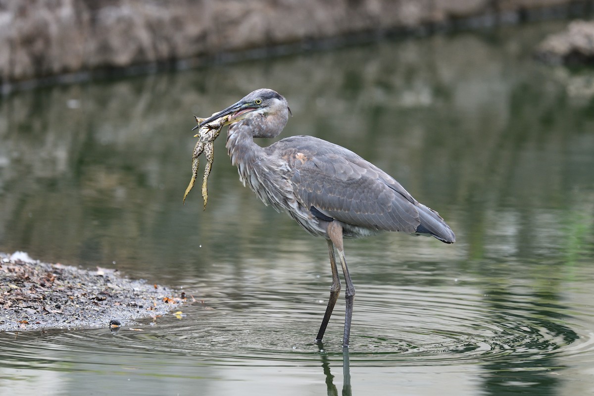 Great Blue Heron - terence zahner