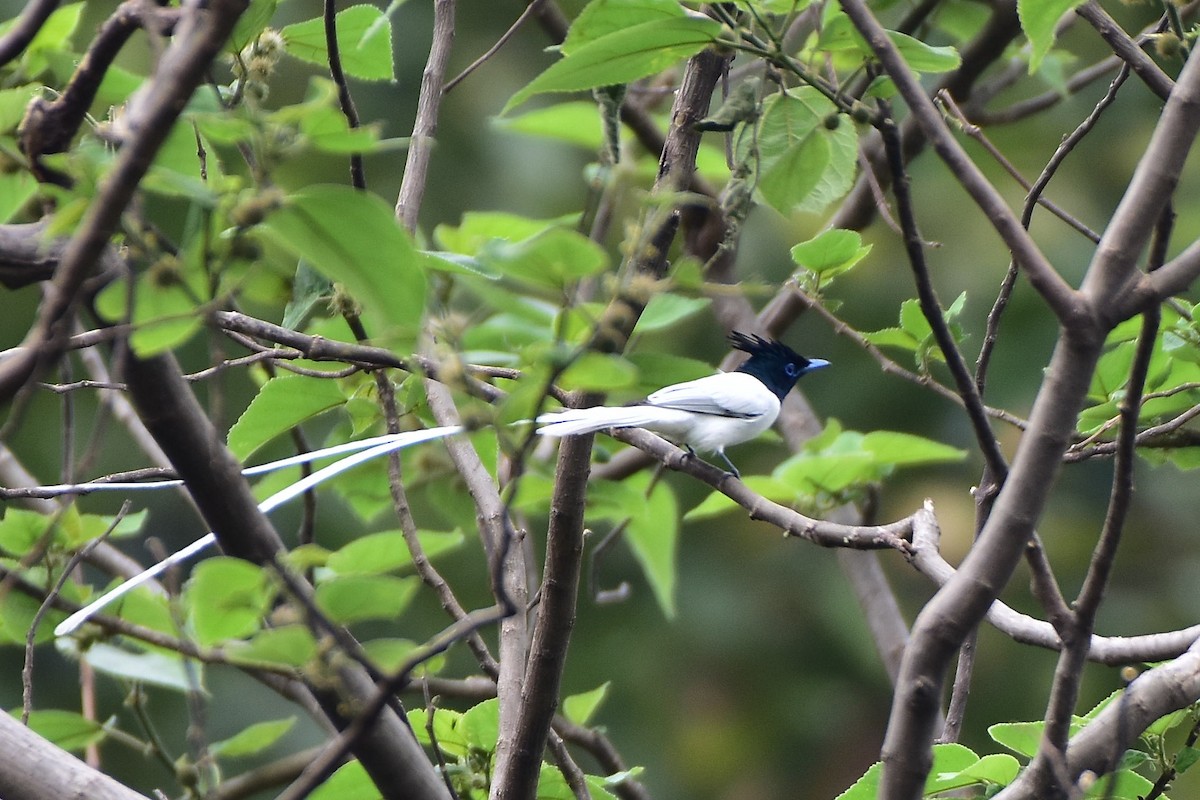 lejskovec rajský - ML577420031