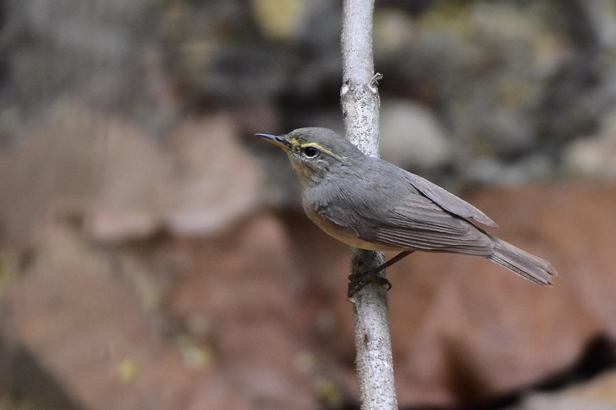 budníček pokřovní - ML577420361
