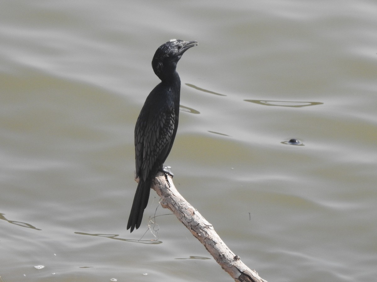 Little Cormorant - ML577420881