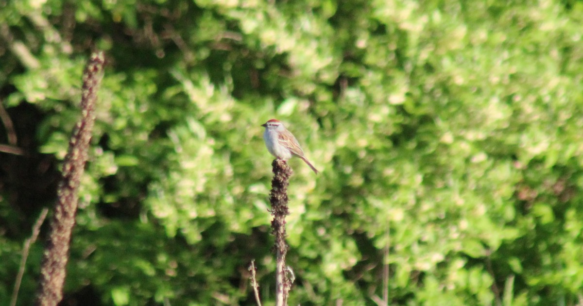 Chipping Sparrow - ML577421061