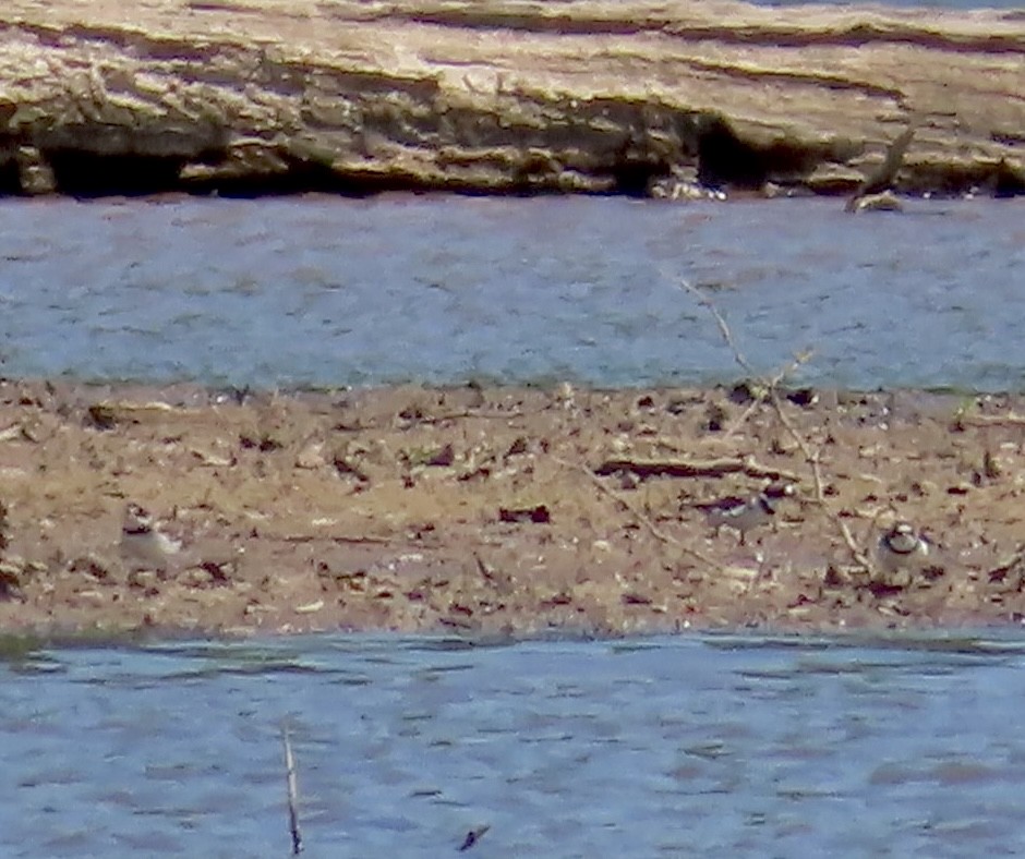 Semipalmated Plover - ML577421301