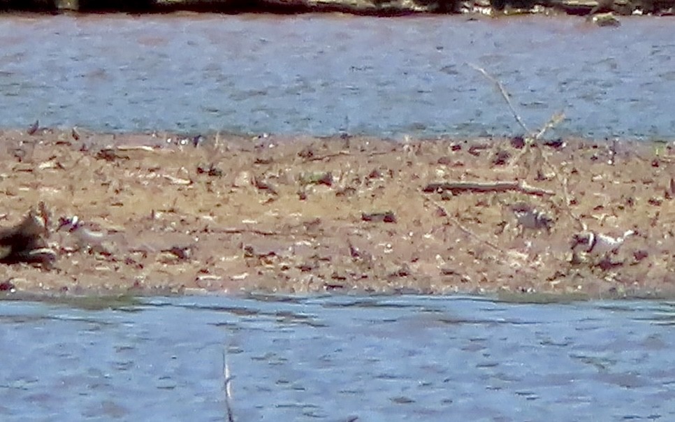 Semipalmated Plover - ML577421311