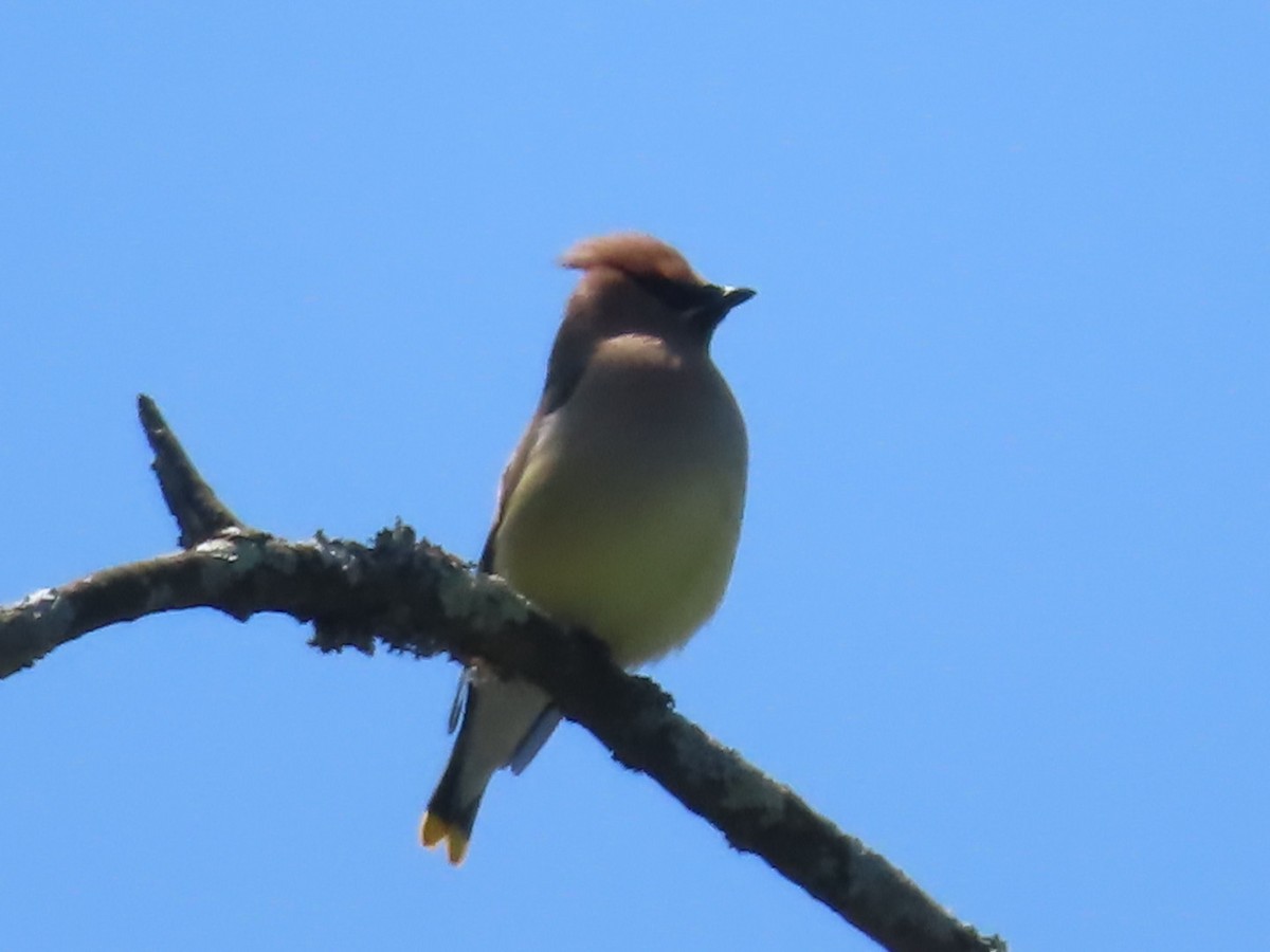 Cedar Waxwing - ML577421671