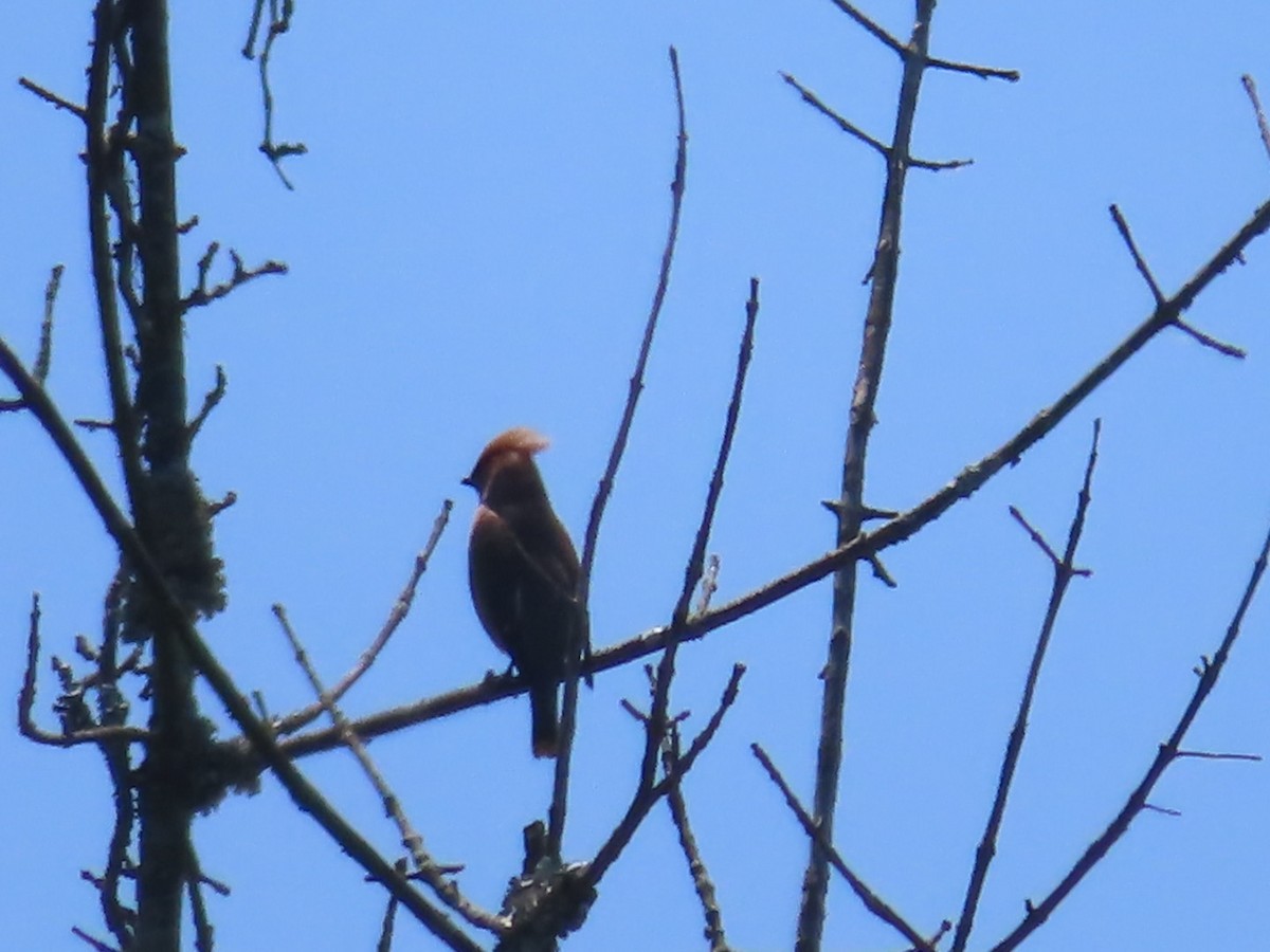 Cedar Waxwing - ML577421681