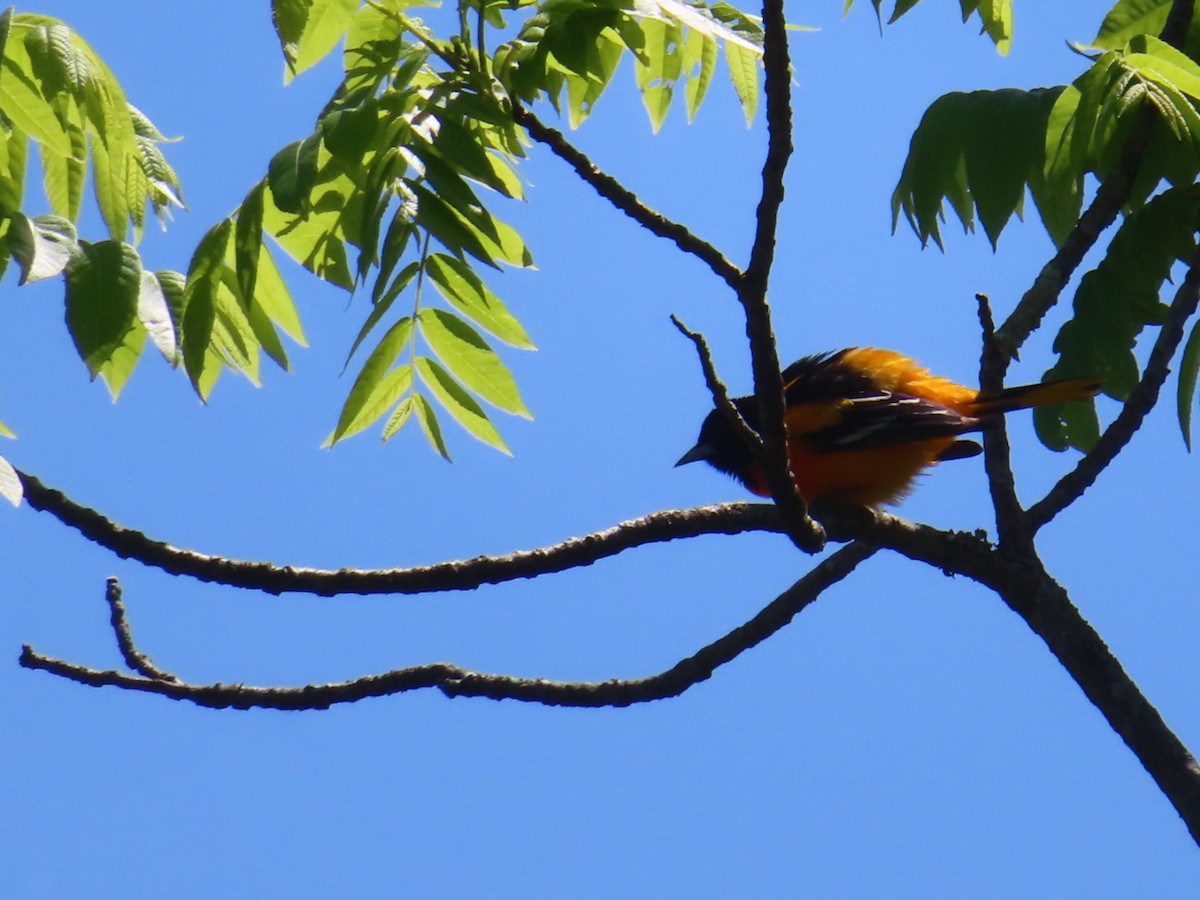 Baltimore Oriole - ML577421831