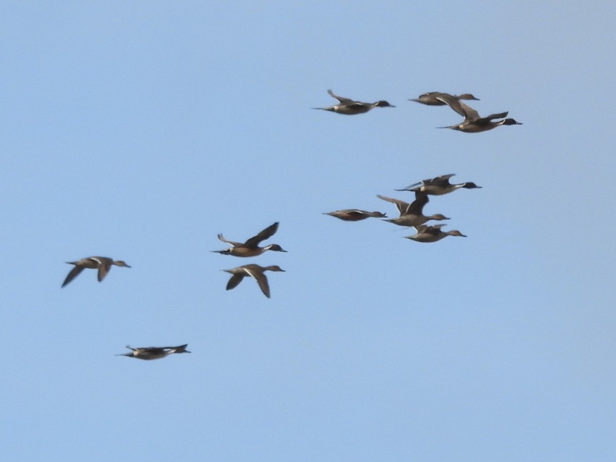 Northern Pintail - ML577422201