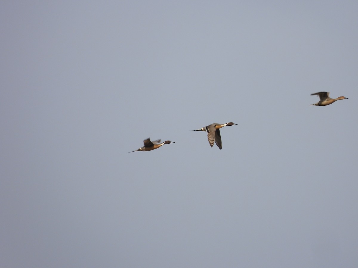 Northern Pintail - ML577422211