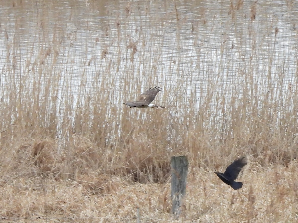 Hen Harrier - ML577422311