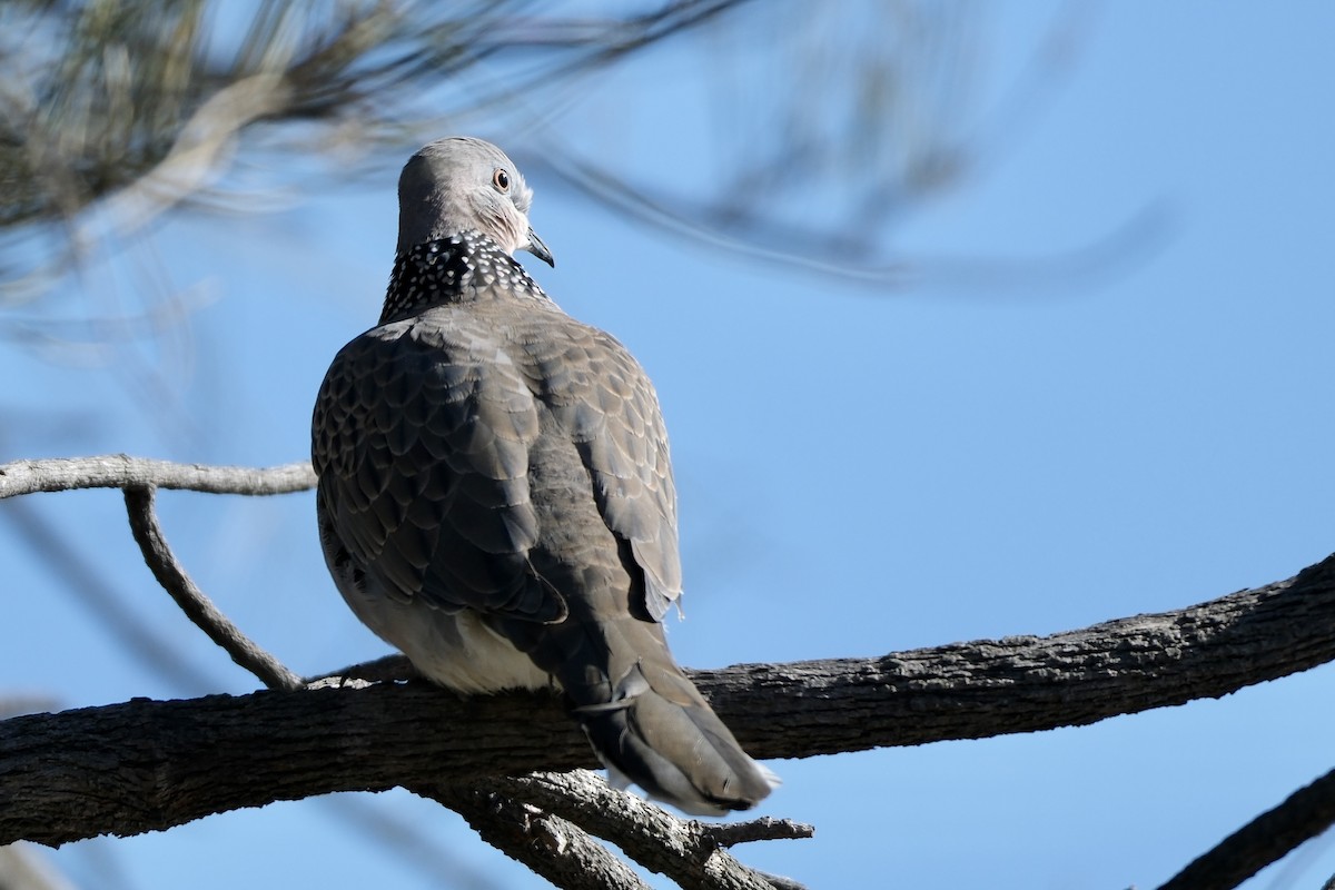 Spotted Dove - ML577422681