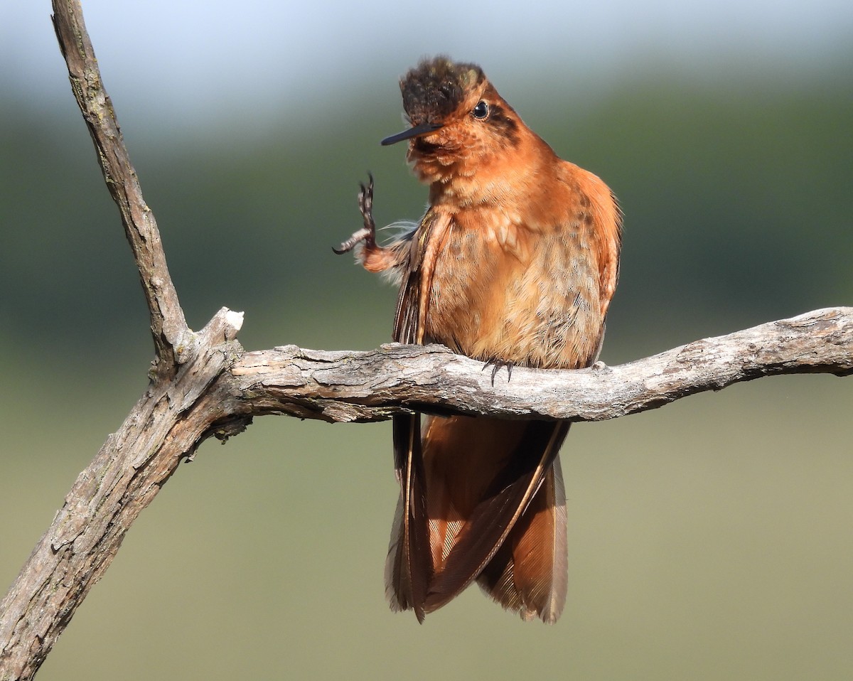 Shining Sunbeam - ML577423631