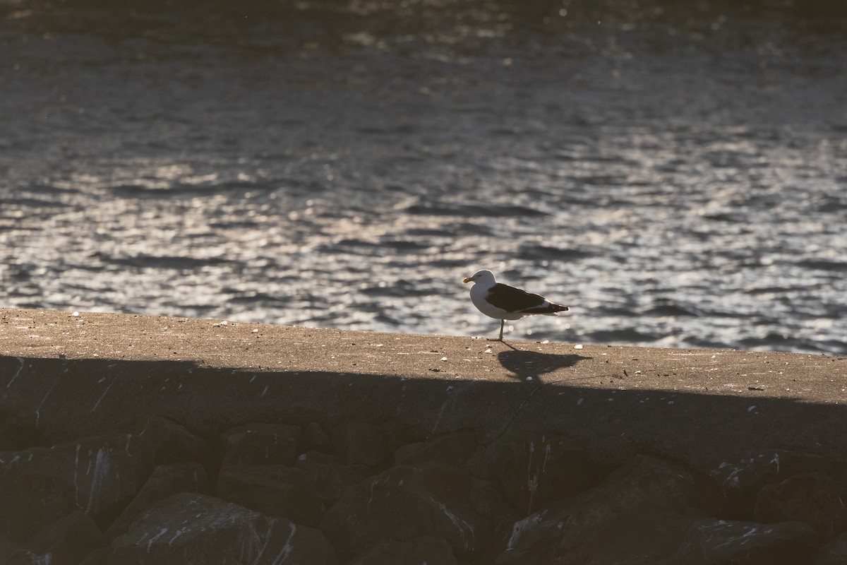 Kelp Gull - ML577423651