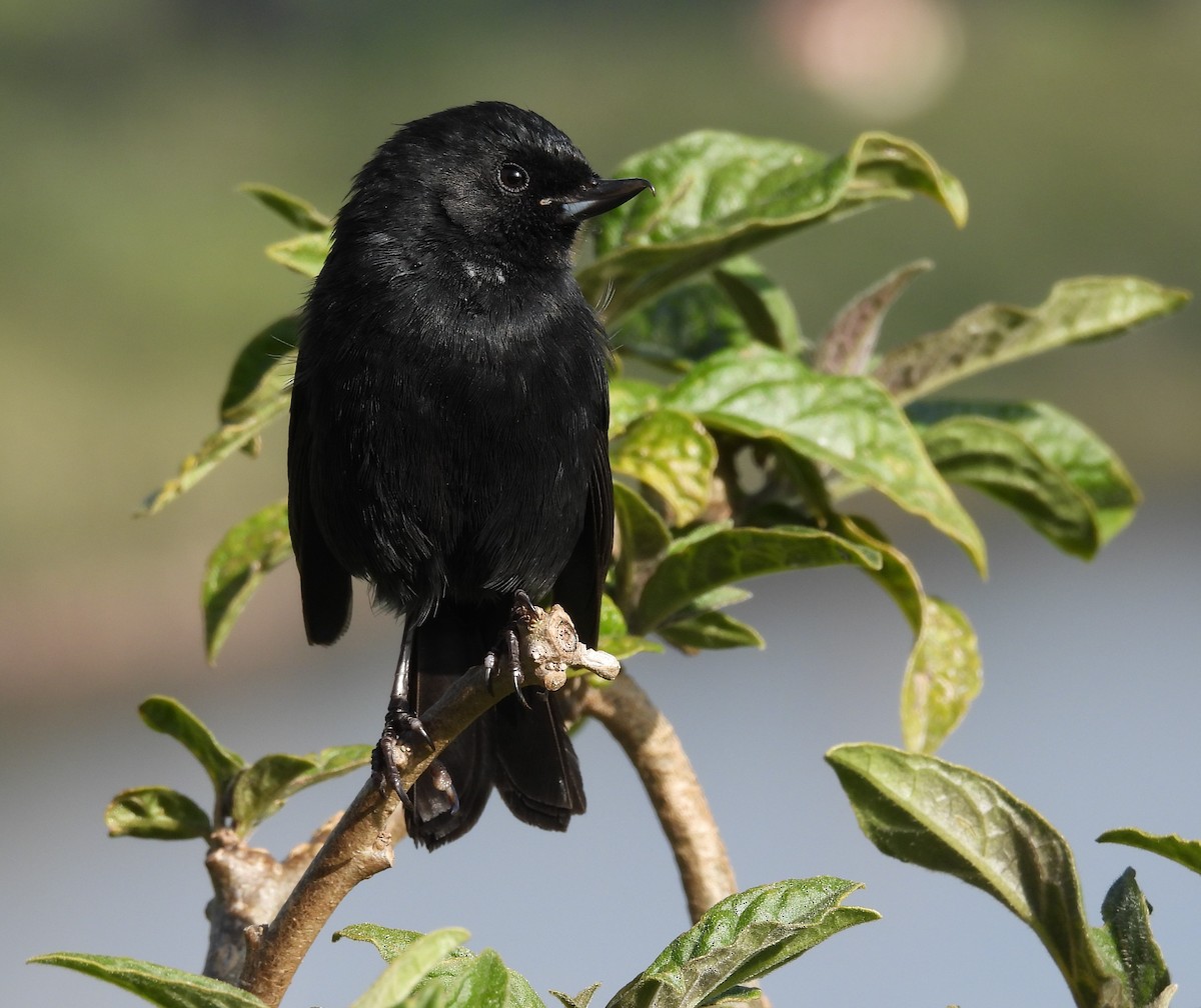 Black Flowerpiercer - ML577423841