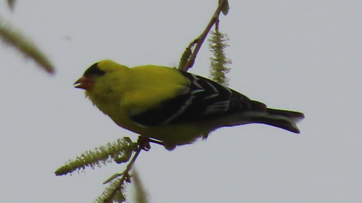 American Goldfinch - Maia Ginsburg