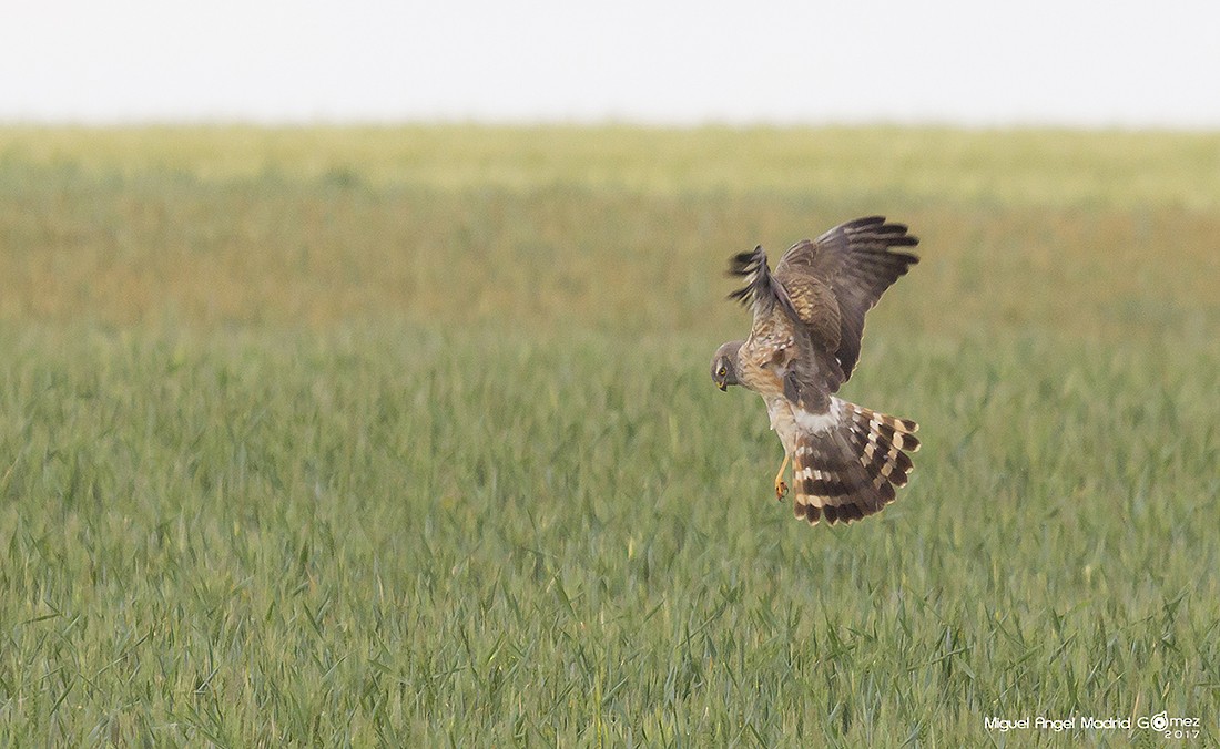 Montagu's Harrier - ML57742401