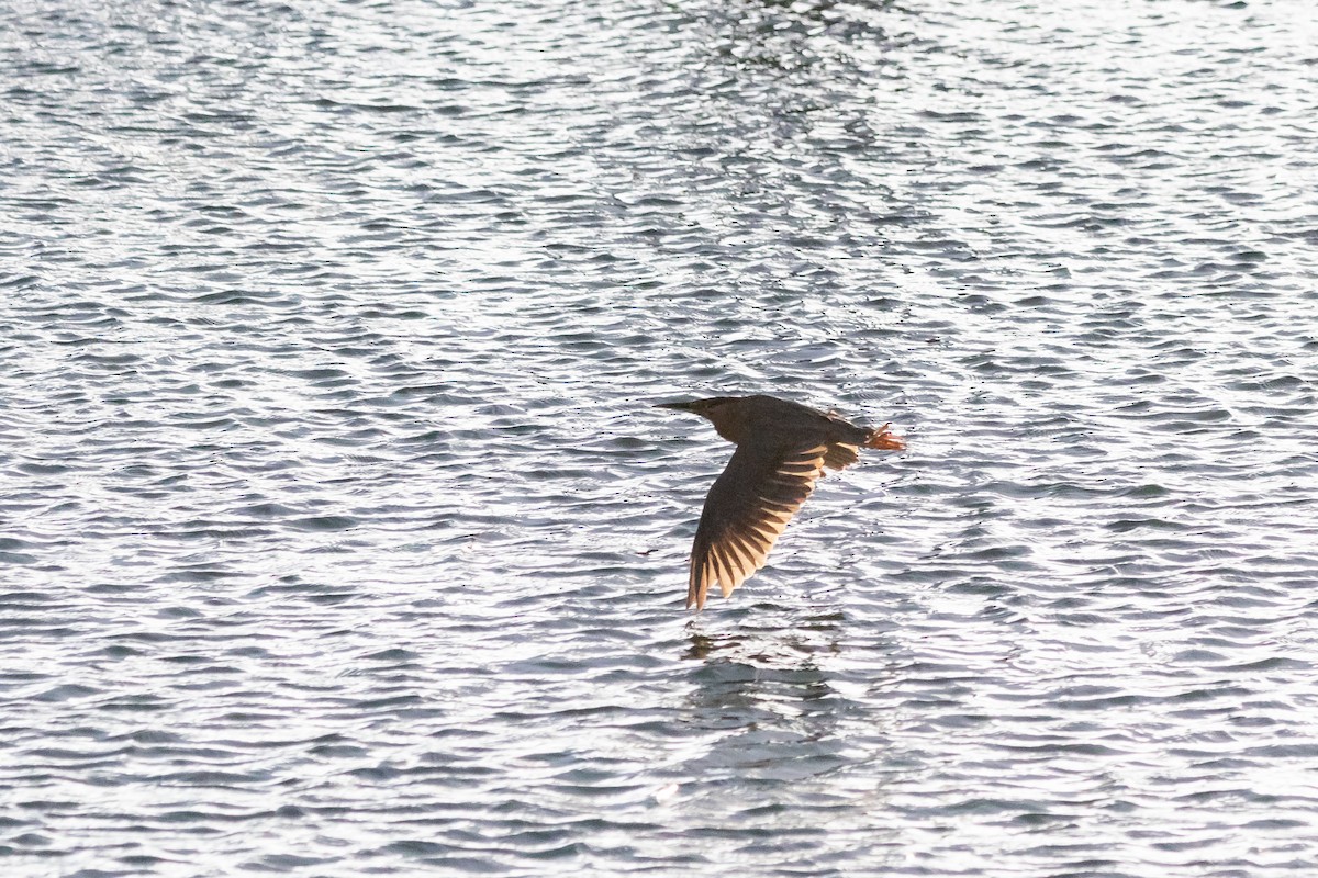 Striated Heron - ML577424011