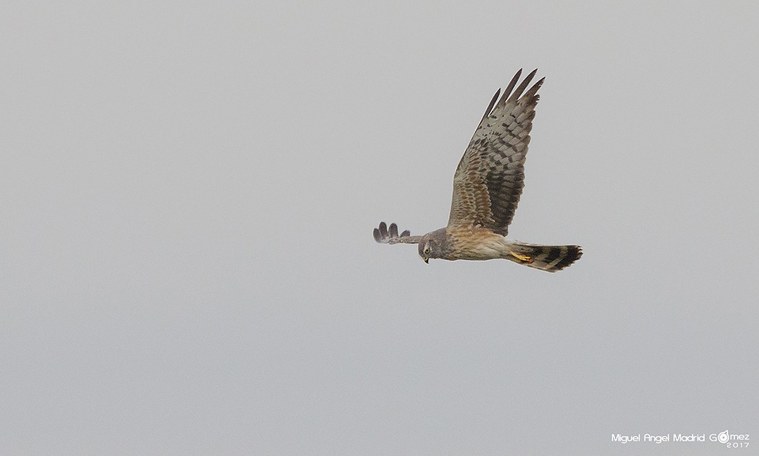 Montagu's Harrier - Miguel Ángel Madrid Gómez