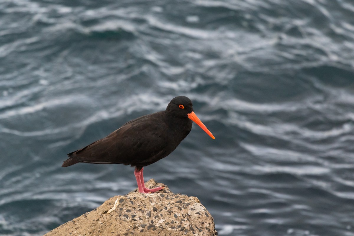 Sooty Oystercatcher - ML577424111