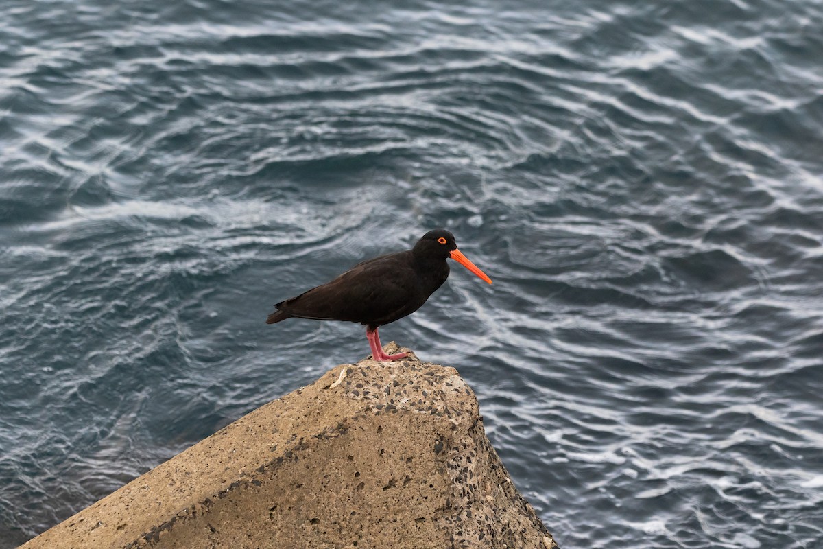 Sooty Oystercatcher - ML577424121