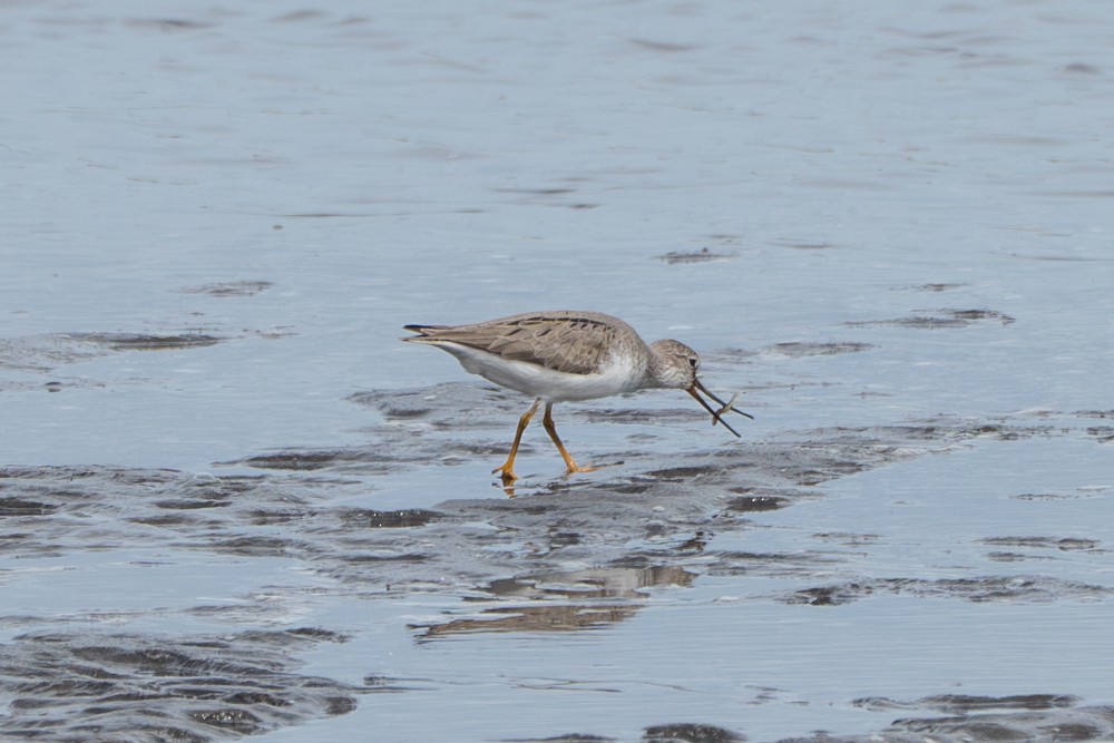 Terekwasserläufer - ML577424191