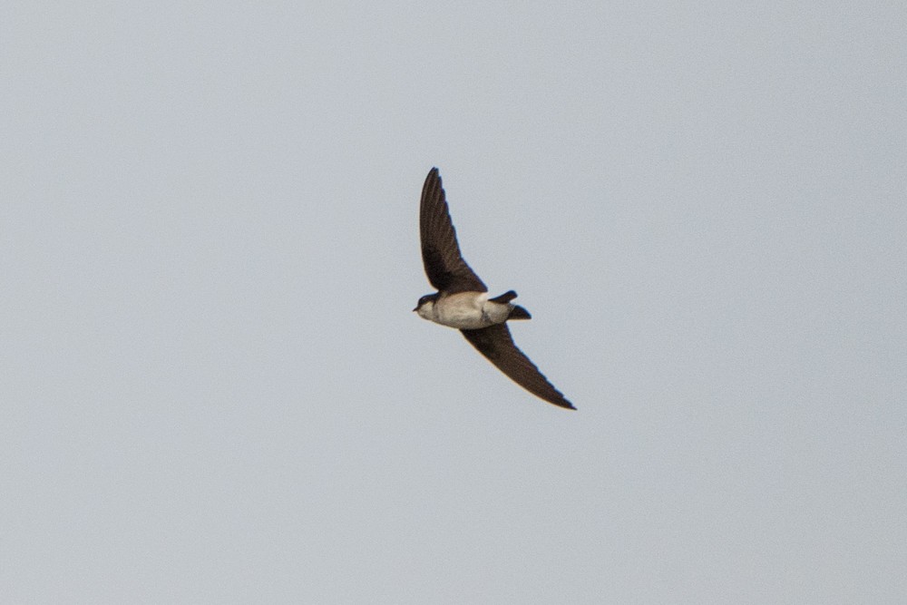 Asian House-Martin - ML577424511