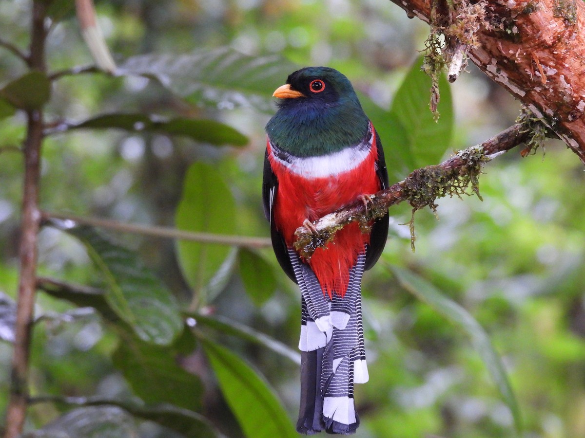Masked Trogon - ML577425401