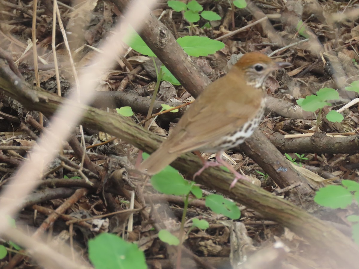 Wood Thrush - ML577425931