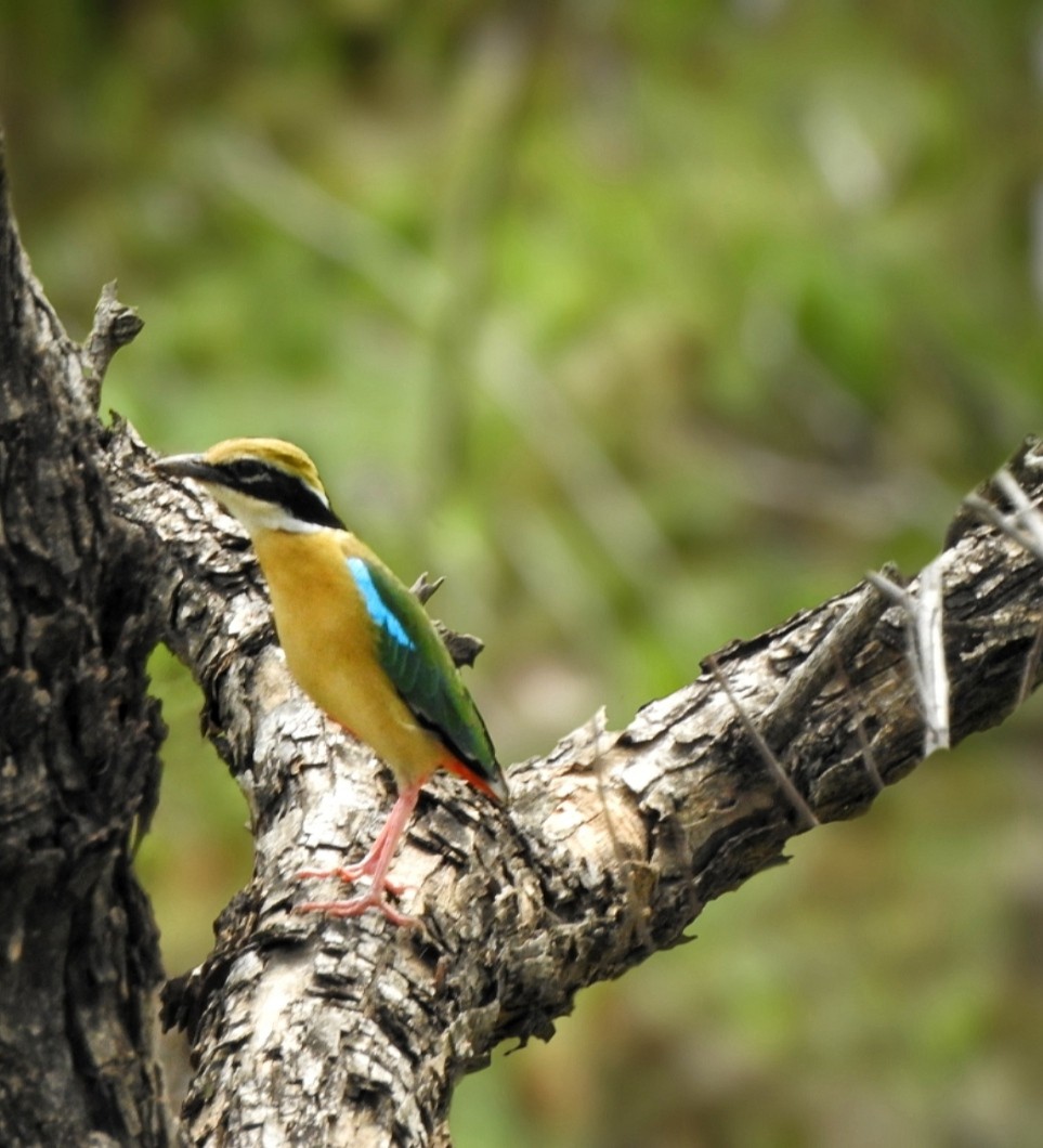 Indian Pitta - ML577426061