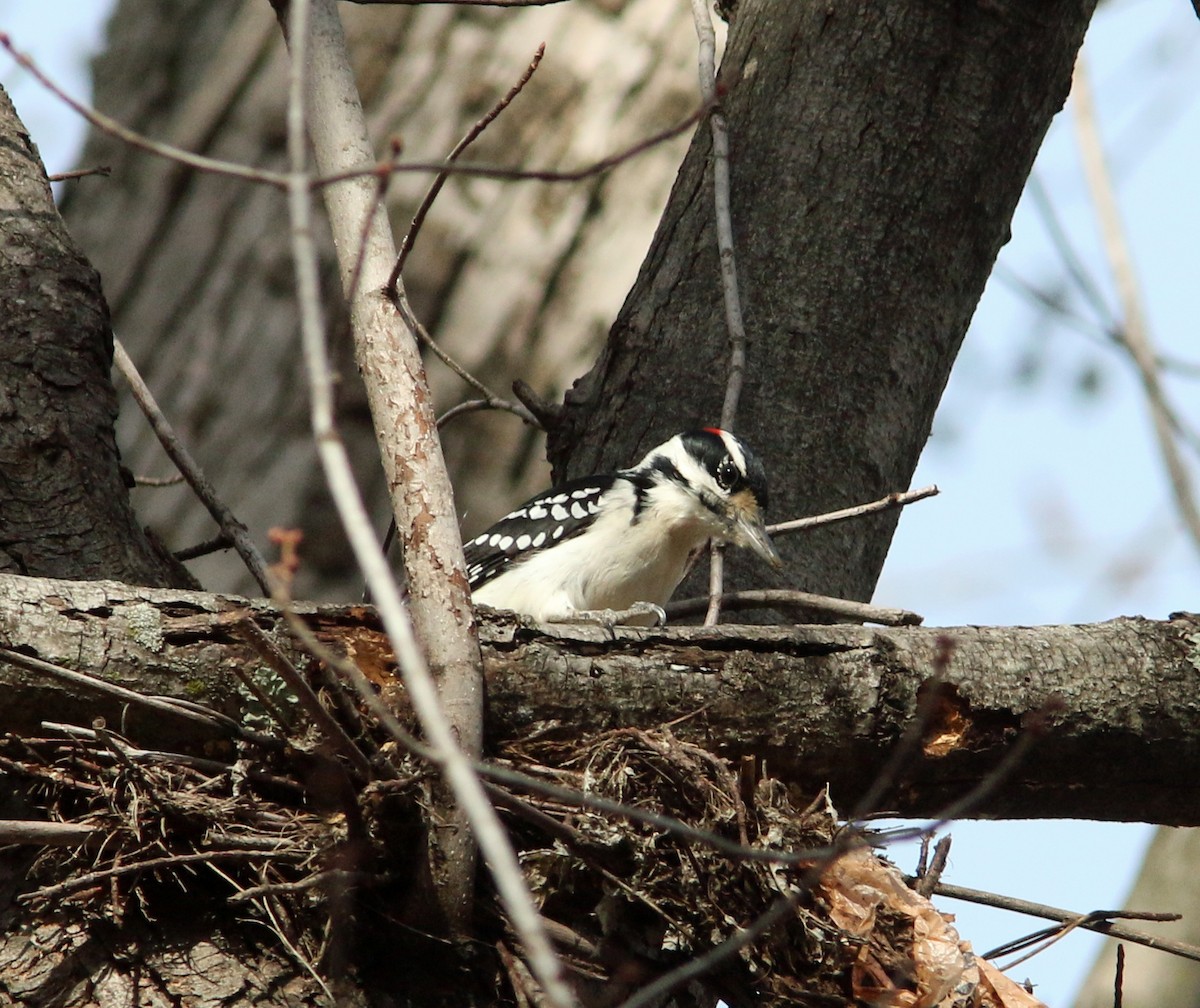 Hairy Woodpecker - Beth Poole