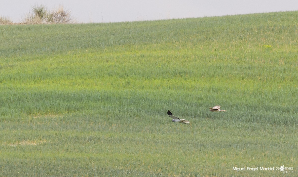 Hen Harrier - ML57742611