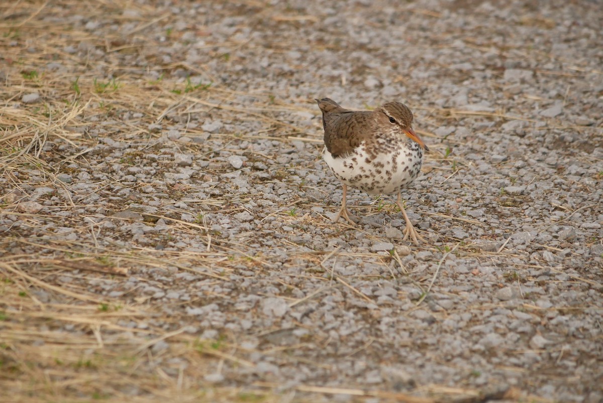 Spotted Sandpiper - ML577426201