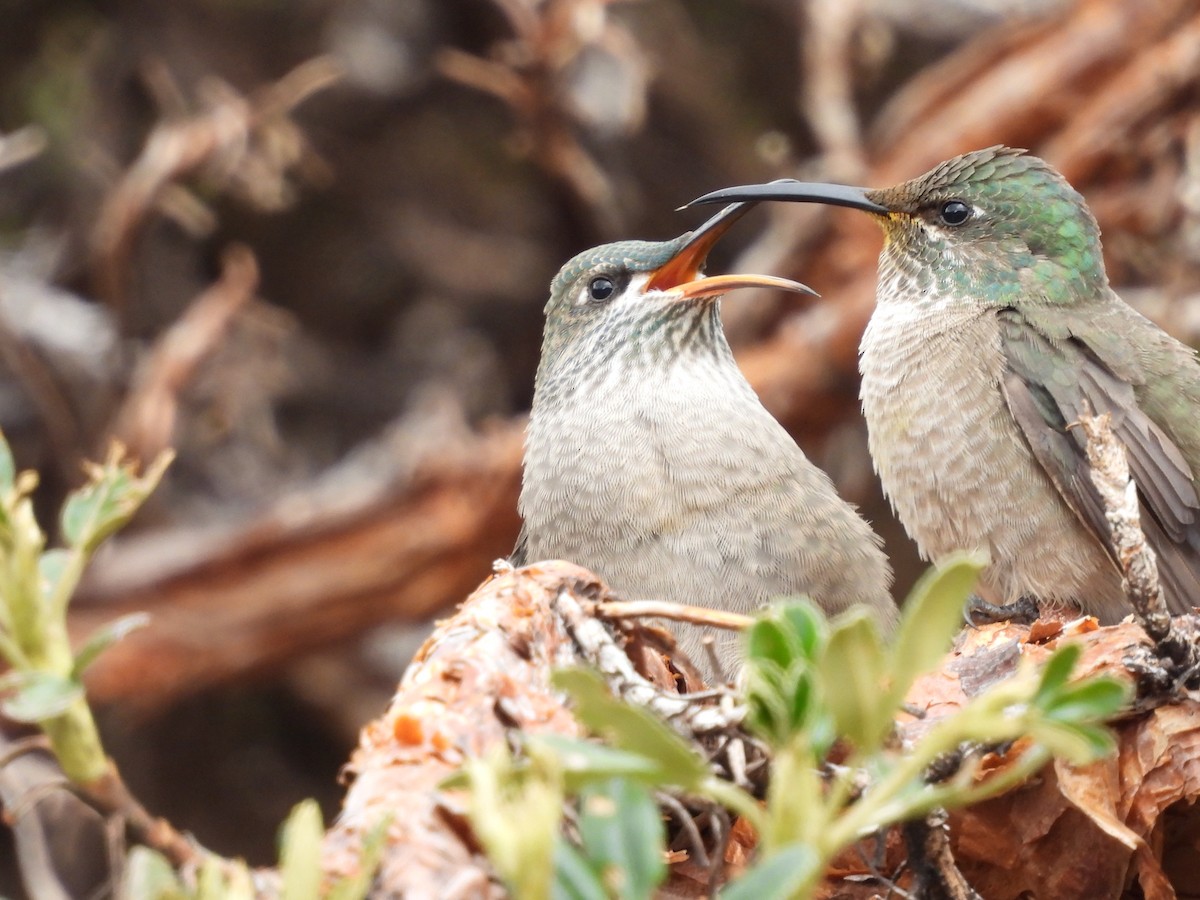 Ecuadorian Hillstar - ML577426301