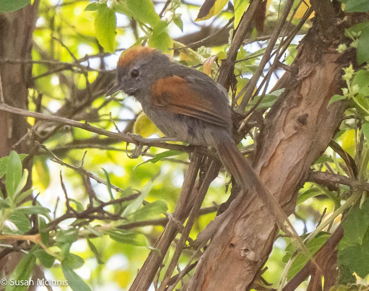 Apurimac Spinetail - ML577426671