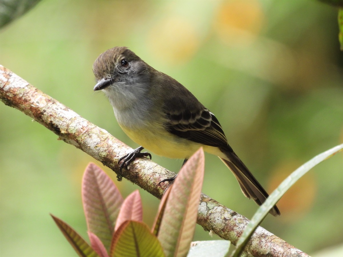 Pale-edged Flycatcher - ML577426891