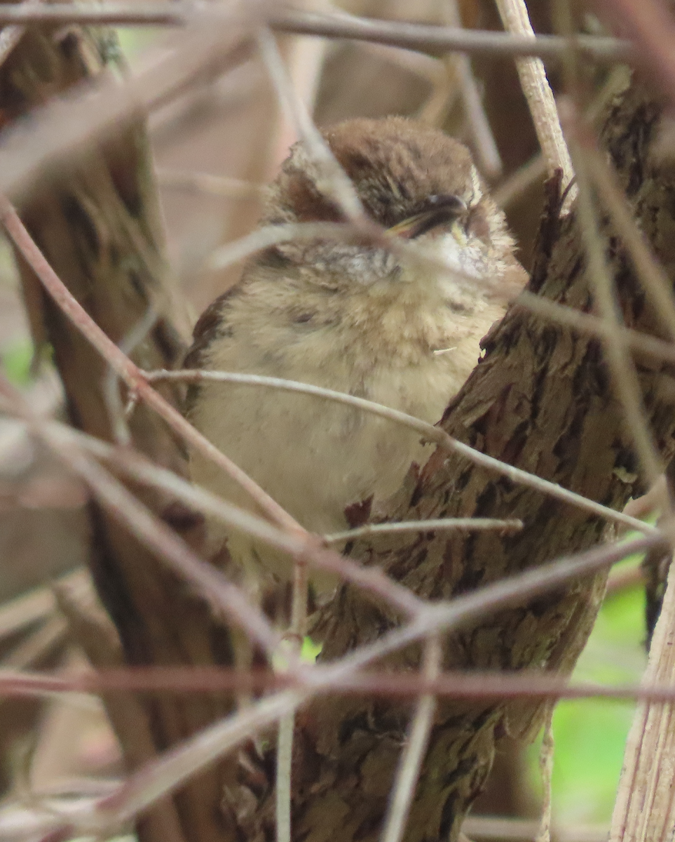 Carolina Wren - ML577427111