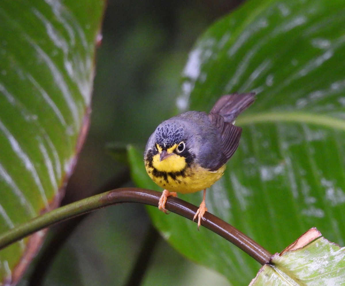 Canada Warbler - ML577427231