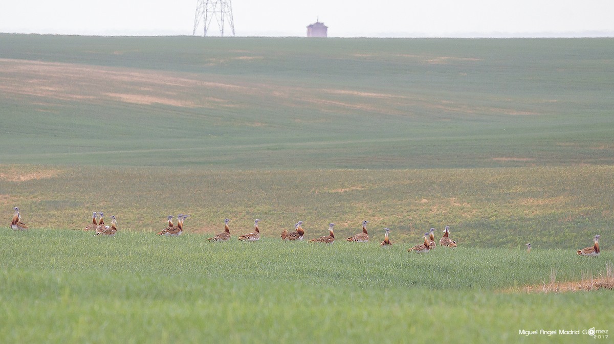 Great Bustard - ML57742751