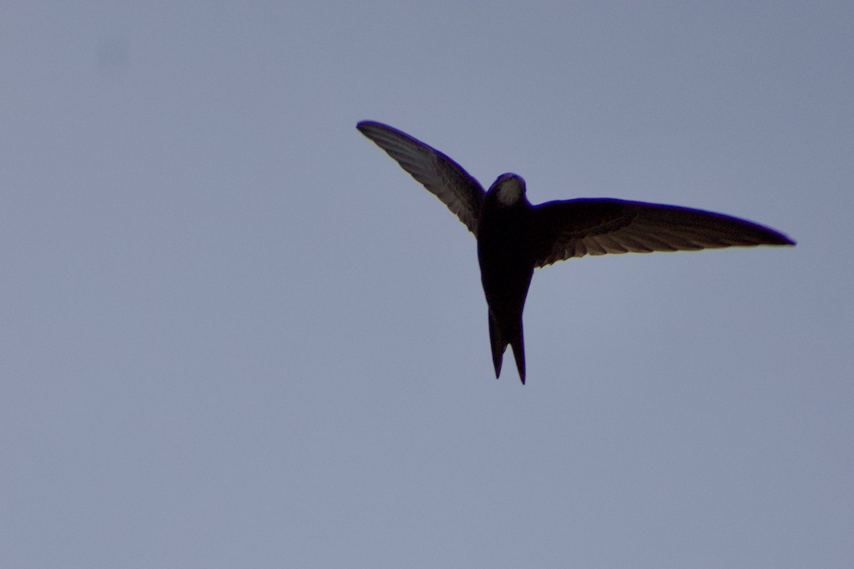 Common Swift - ML577428371