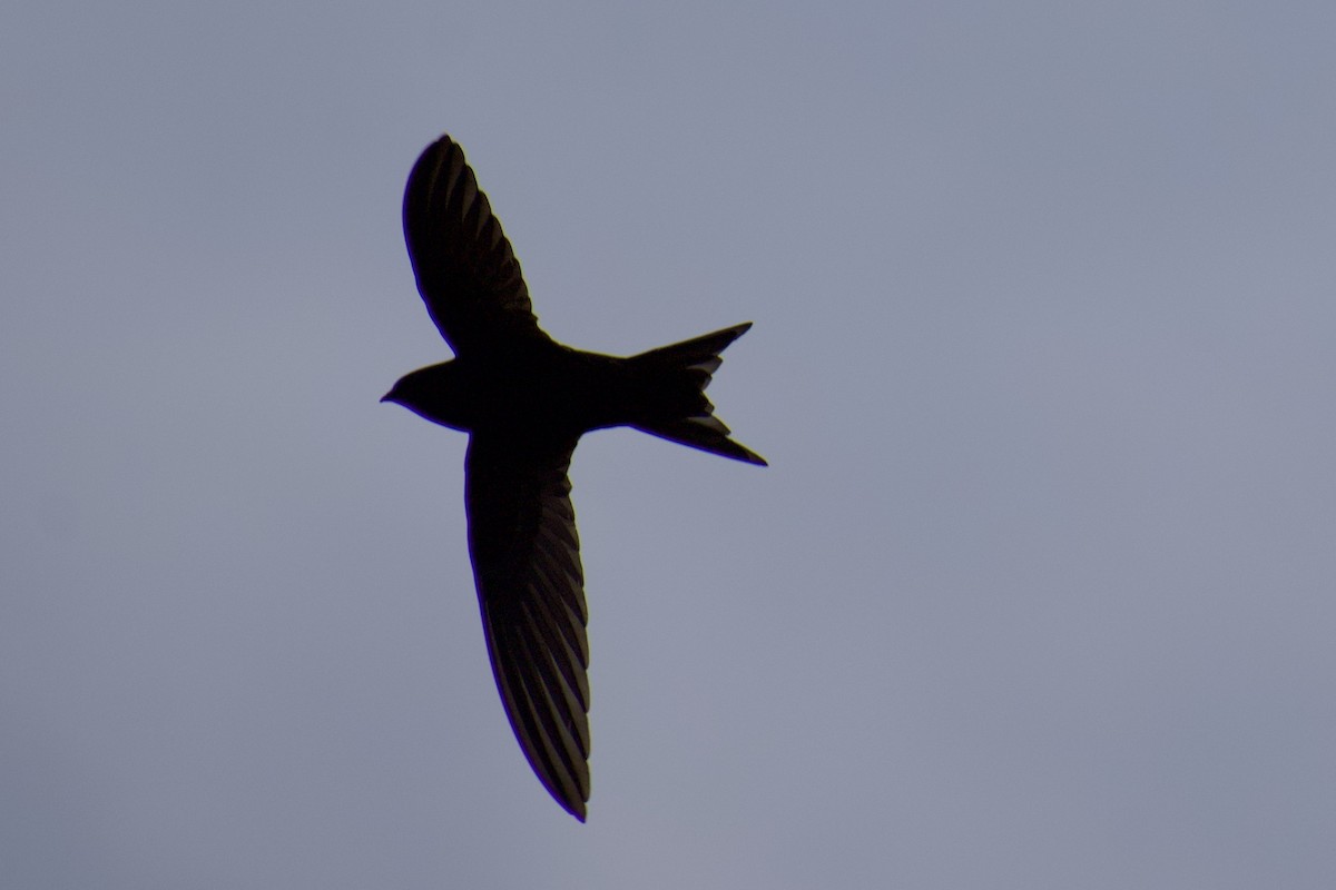 Common Swift - ML577428391