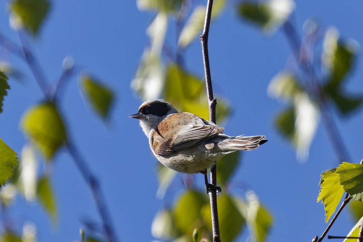Eurasian Penduline-Tit - ML577428441