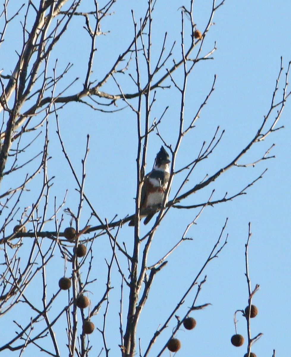 Belted Kingfisher - ML577428821