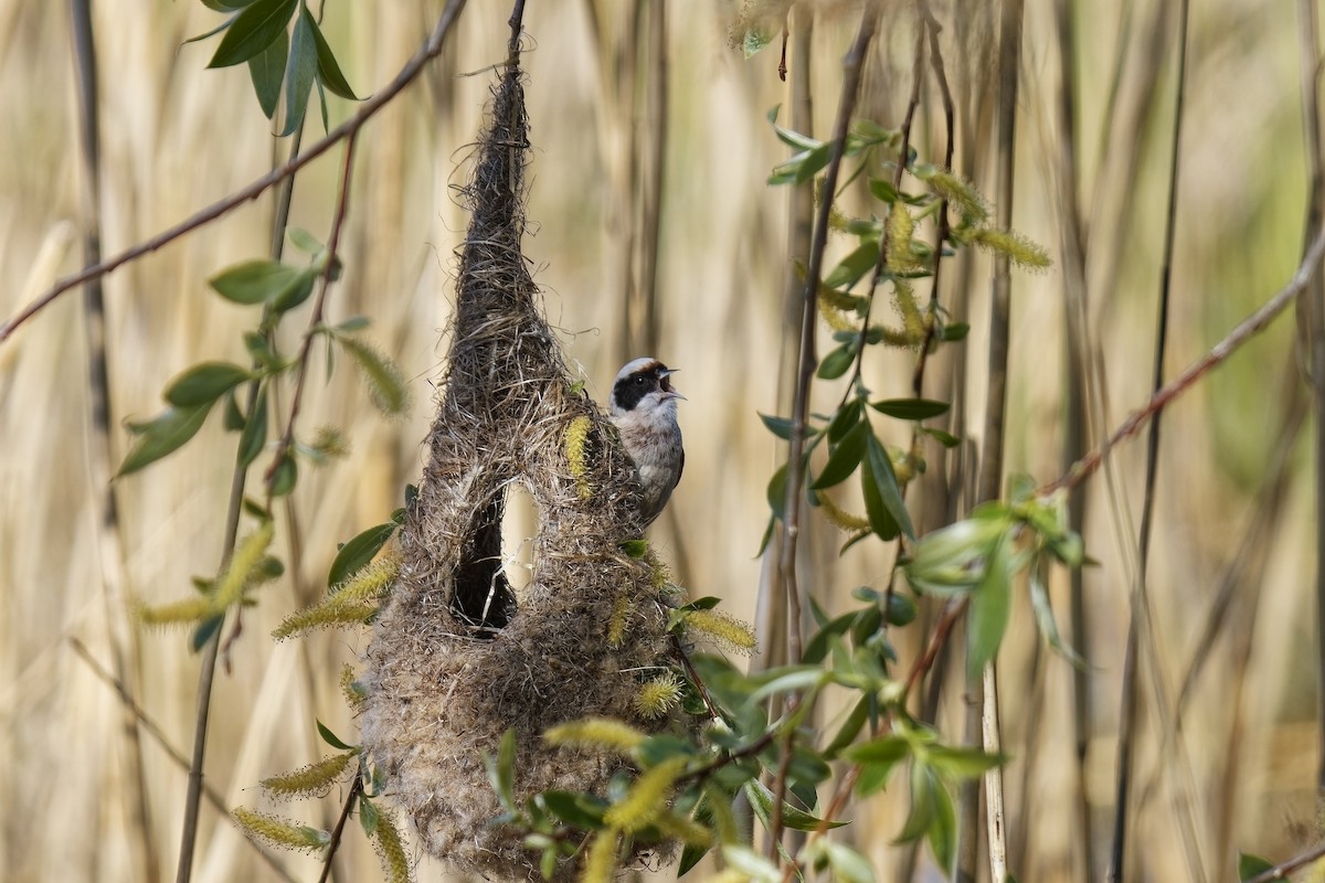 Eurasian Penduline-Tit - ML577428841