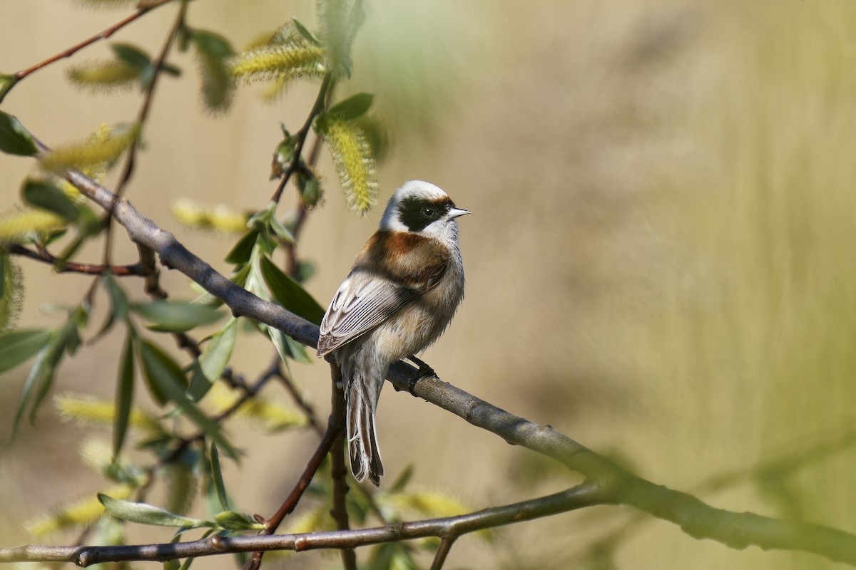 Eurasian Penduline-Tit - ML577428861