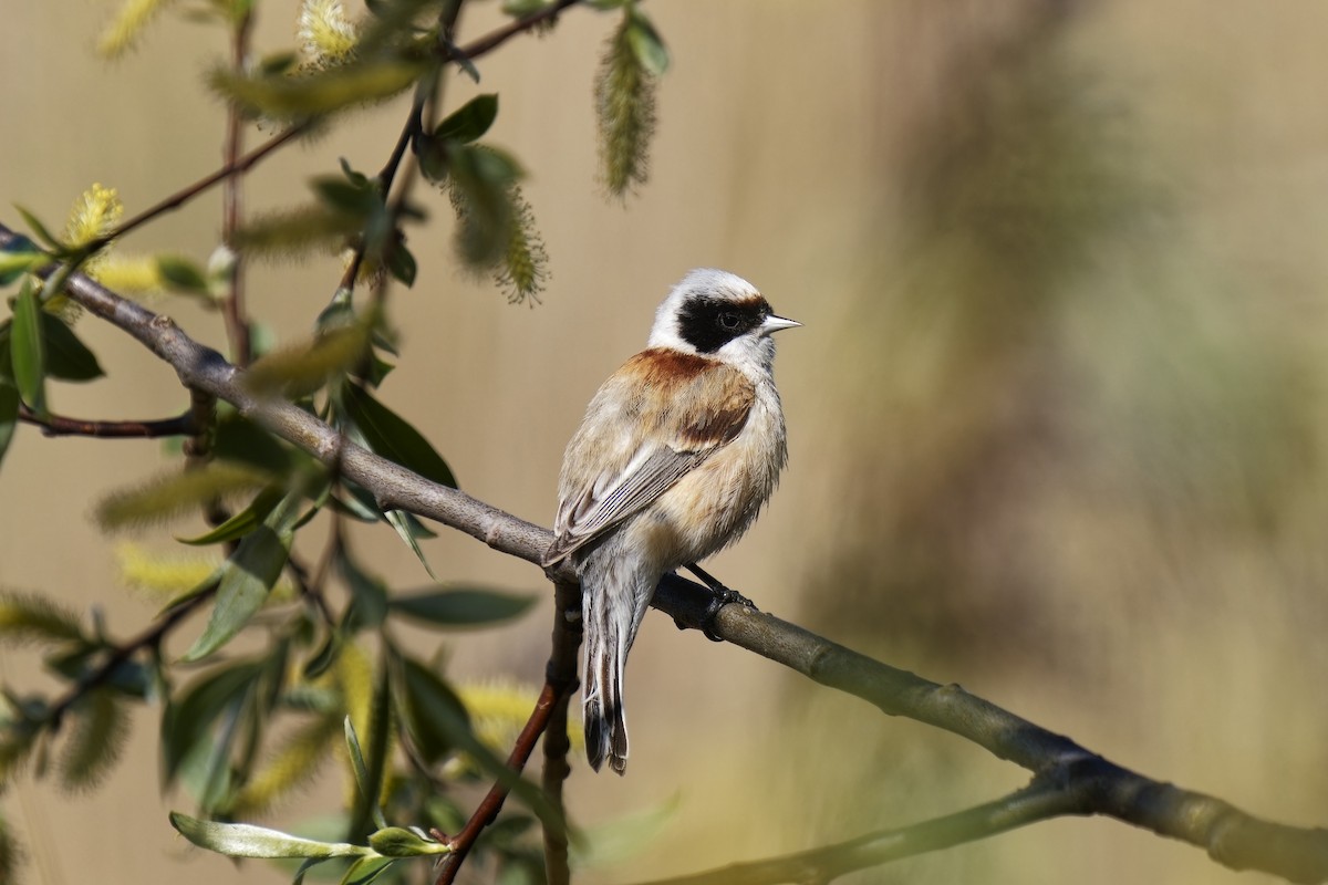Eurasian Penduline-Tit - ML577428901