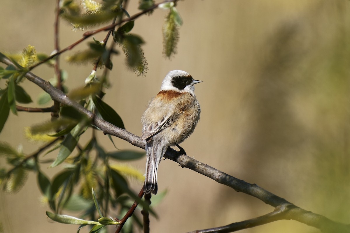 Eurasian Penduline-Tit - ML577428931