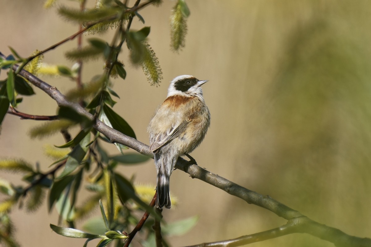 Eurasian Penduline-Tit - ML577428991