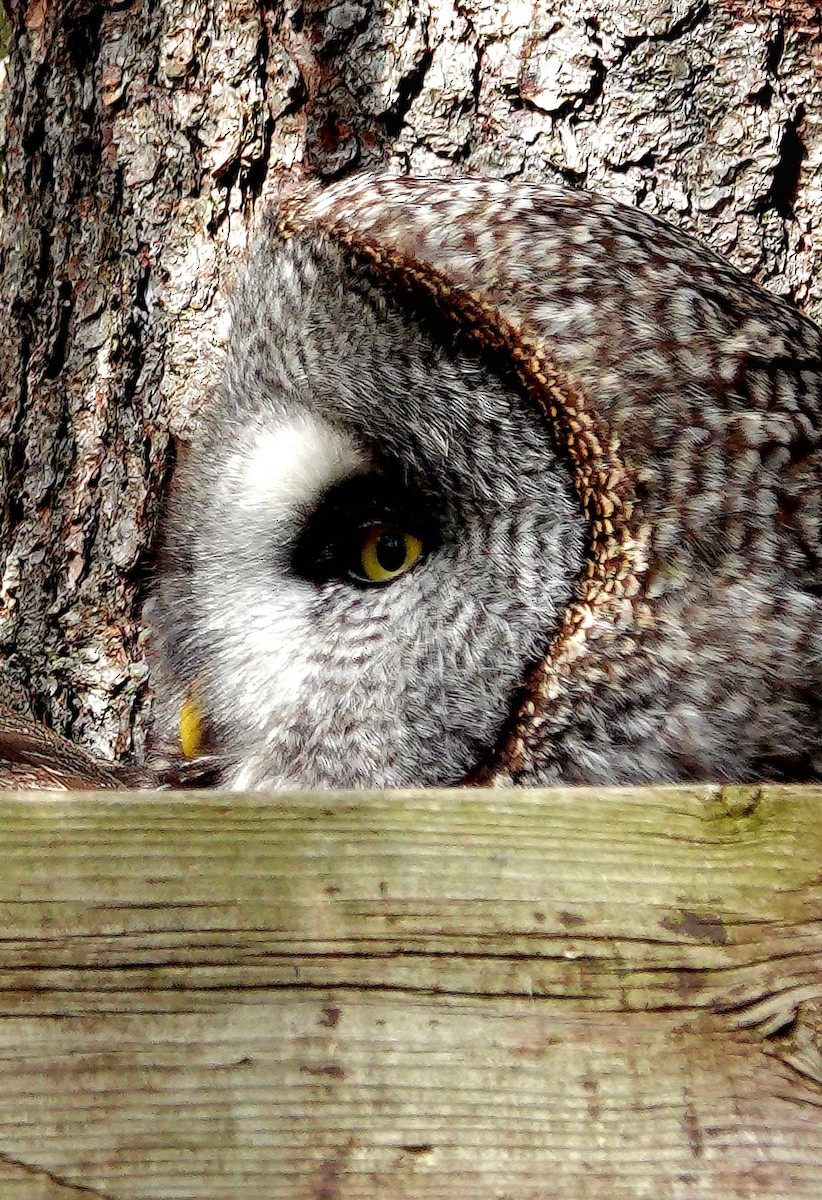 Great Gray Owl (Lapland) - ML577430871