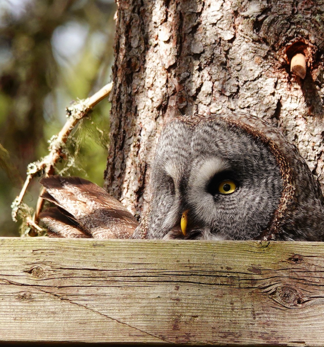 Great Gray Owl (Lapland) - Kathleen Horn
