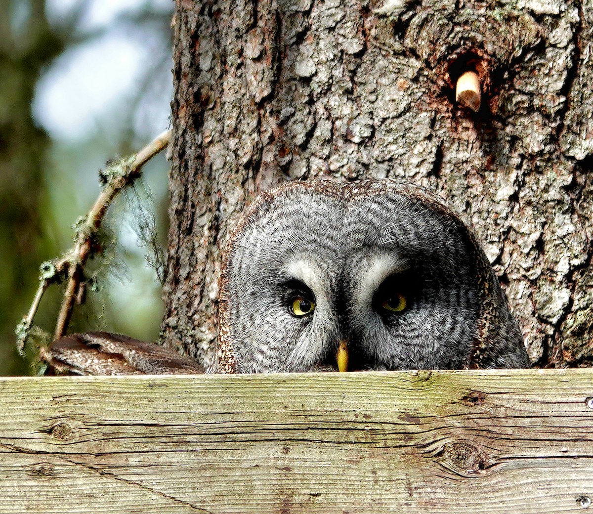 Great Gray Owl (Lapland) - ML577430901