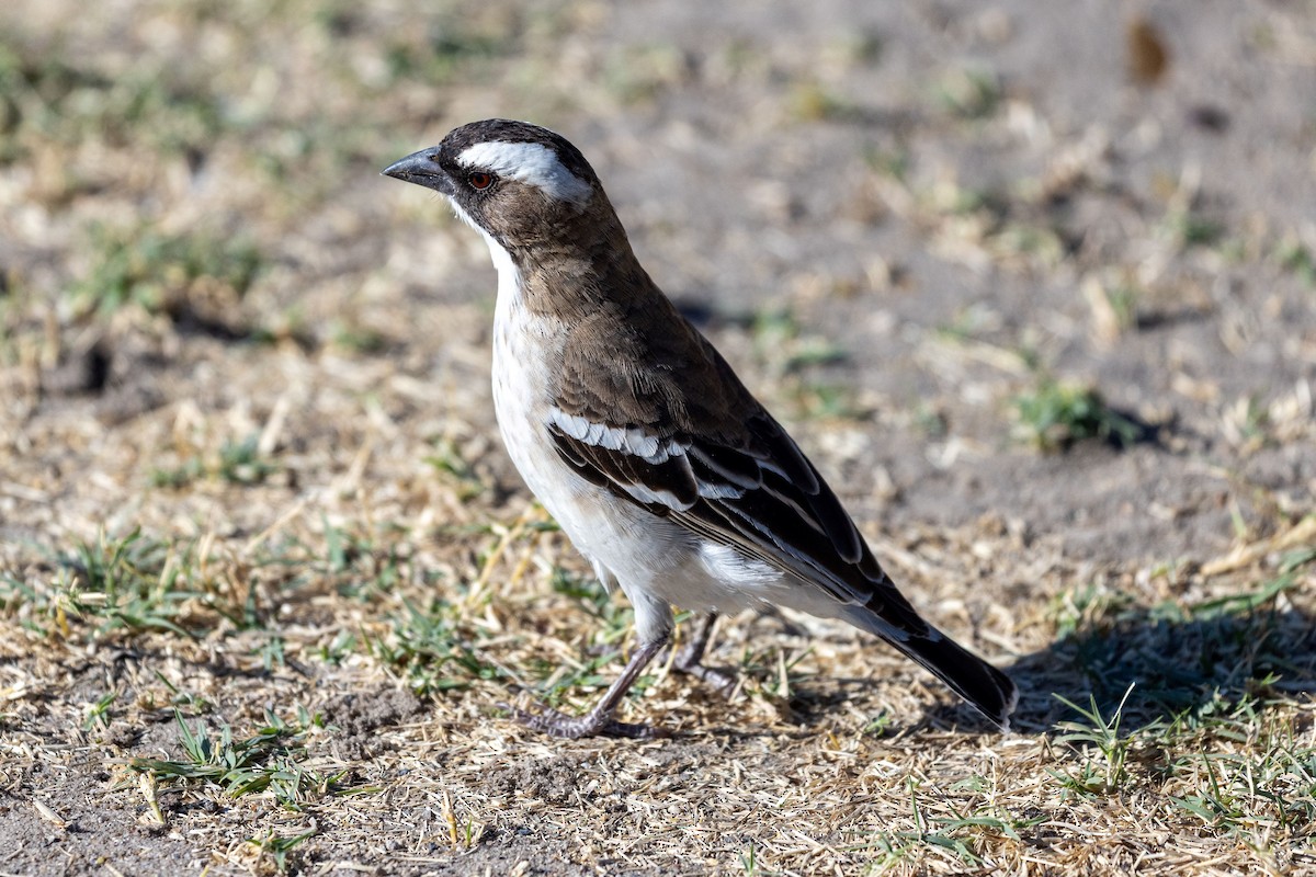 White-browed Sparrow-Weaver (Spot-chested) - ML577430971